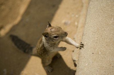 Squirrel ready to climb a stair.