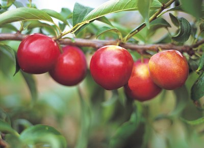 Apples on a tree branch