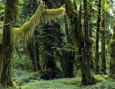 Rain forest