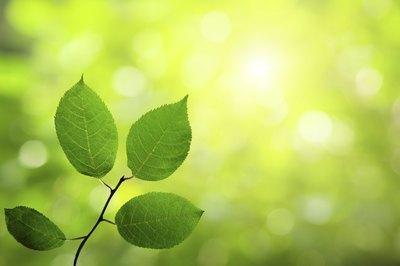 Plant in sunlight