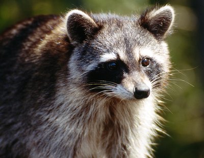 A North American raccoon in the wild.