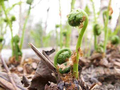New fiddle head ferns sprout from a forest floor.