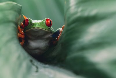 Females lay eggs on the underside of leaves that overhand rivers.