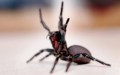 The funnel web spider is one of Australia's deadliest spiders.