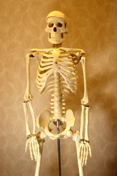 Skeletal system