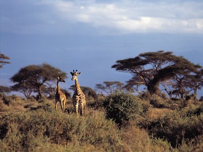 Protection from Herbivores