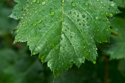 Raindrops cling to a wet leaf.