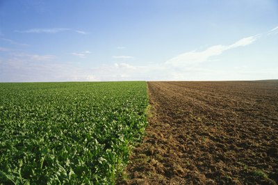 Agriculture is the main industry of the South