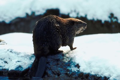 A beaver emerges from water.