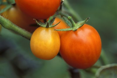 Tomatoes ripen on a vine.