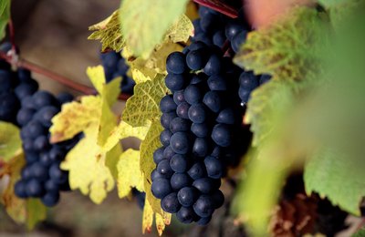 Grapevines