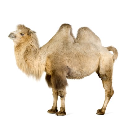Felt and fiber fill make two humps for your camel costume.