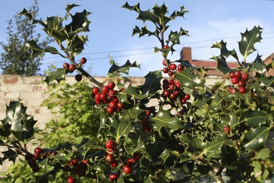Holly bushes grow in a field.