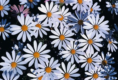 daisies