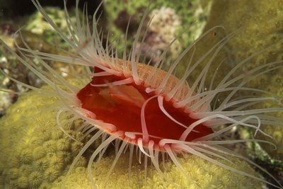 Scallop in its natural envrionment