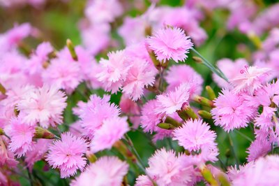 Pink carnations in a garden