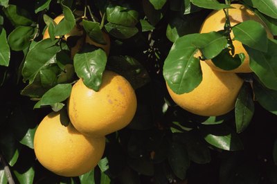 Grapefruit naturally lowers blood sugar levels.