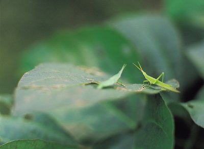two grasshoppers