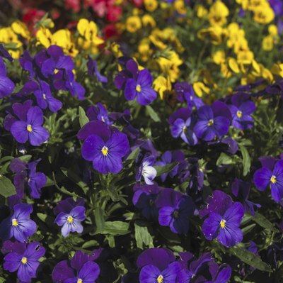 Pansies are a common fall annual.