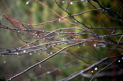Each climate on earth receives its own kind and volume of precipitation.