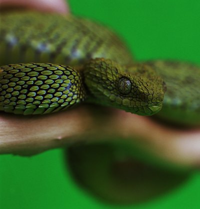 The viper will dry out the mouth and throat from their deadly bite which is as potent as a chemical burn.