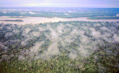 The majority of plants in the Amazon rainforest are trees.