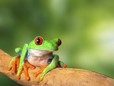Life Cycle of the Red Eyed Tree Frog