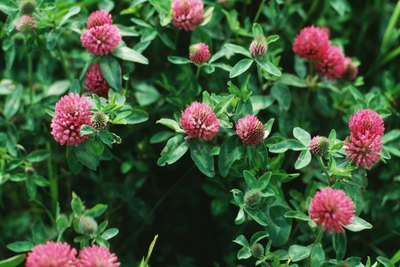 Red clover is a great way to supplement phytoestrogens safely.