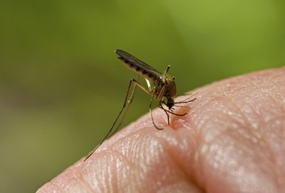 Malaria can cause enlargement of the spleen.