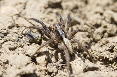 Spider in the soil.