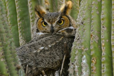 A Great-Horned owl is tucked in between the arms of a desert cactus.