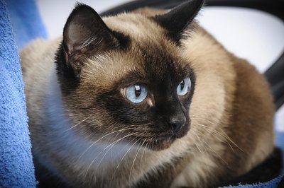 A blue-eyed Siamese cat on a chair.