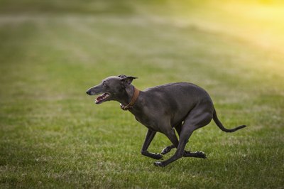 A greyhound runs in the park.