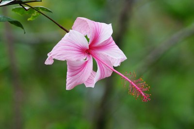 Hibiscus flower