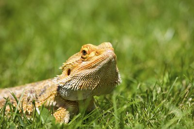 Bearded dragon standing in grass field.