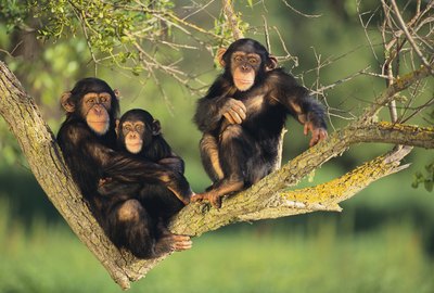 chimpanzees in a tree