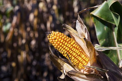 Dark corn syrup tastes similar to molasses.