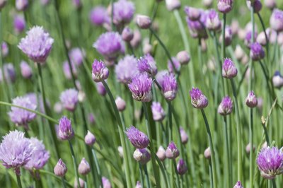 Pretty purple chive flowers.