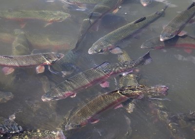 Freshwater trout beneath the surface of water