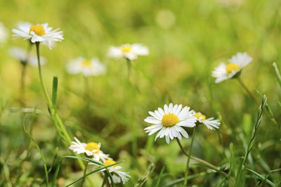 English daisies growing in field