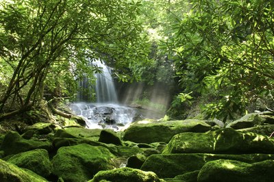 Rainforests are home to 3,000 plants that can be used to fight cancer.