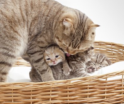 Young kittens need their mom.