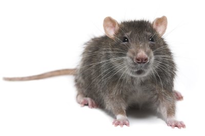 Rat close up.