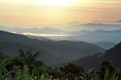 Forastero trees grow in Brazil.