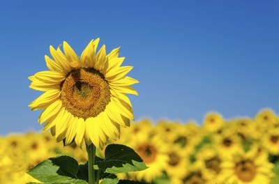 A large sunflower plant shown against the blue sky.