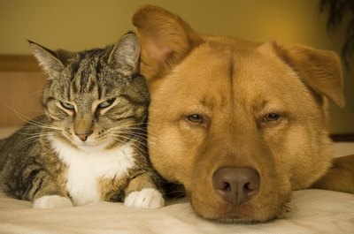 Both cats and dogs are capable of hearing a dog whistle.