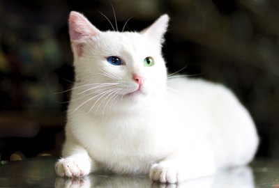 White cat on counter