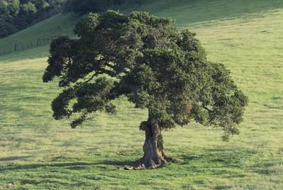 Oak tree.