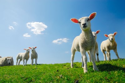 Lambskin is treated less harshly than cowhide.