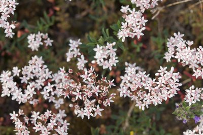 Pale pink blooms of white stonecrop growing in clusters.